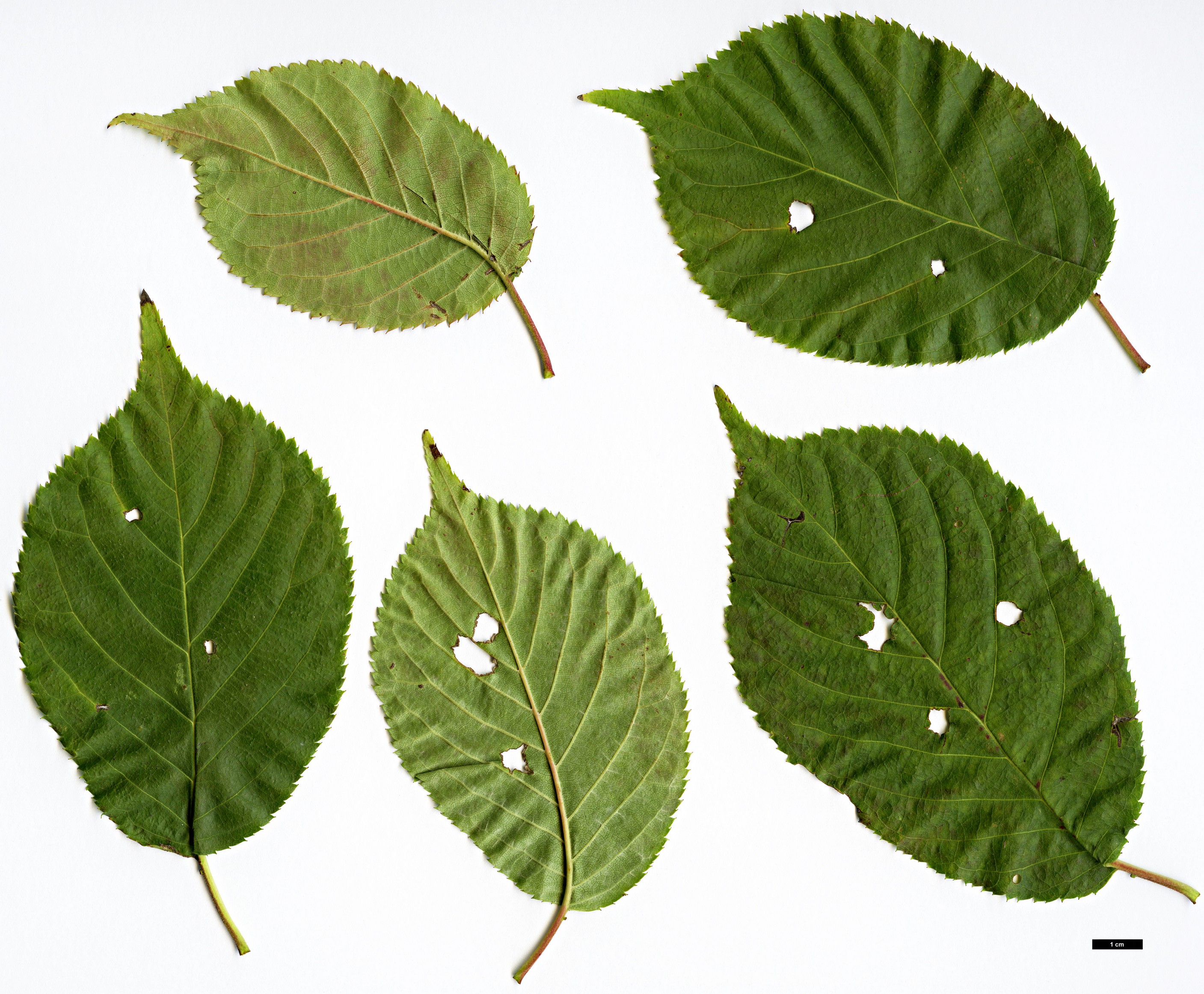 High resolution image: Family: Rosaceae - Genus: Prunus - Taxon: verecunda - SpeciesSub: ’Autumn Glory’